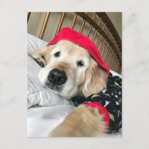 Golden Retriever Dog in Pajamas Get Briefkaart