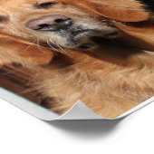 Golden Retriever en German Shepherd Poster (Hoek)