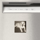 Golden Retriever (Engelse Cream) Puppy - 14 weken Magneet (Insitu (Vaatwasser))