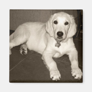 Golden Retriever (Engelse crème) — 14 weken Magneet