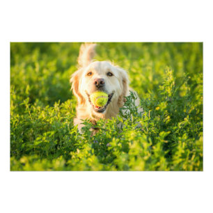 Golden Retriever - Foto van hoge kwaliteit Afdruk