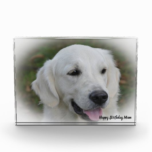 Golden Retriever. Fotoblokken (Voorkant)