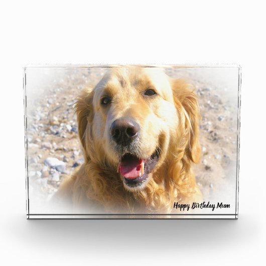 Golden Retriever. Fotoblokken (Voorkant)