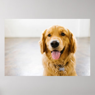 Golden Retriever glimlachen Poster