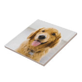 Golden Retriever glimlachen Tegeltje (Zijkant)
