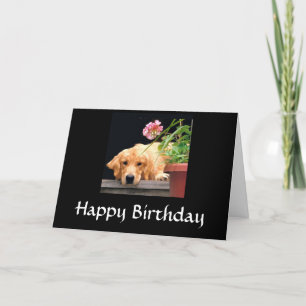 Golden Retriever Happy Birthday Card Kaart
