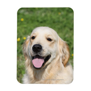Golden Retriever Headshot 1 Magneet