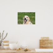 Golden Retriever Headshot 1 Poster (Keuken)