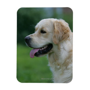 Golden Retriever Headshot 2 Magneet