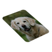 Golden Retriever Headshot 2 Magneet (Rechterzijde)