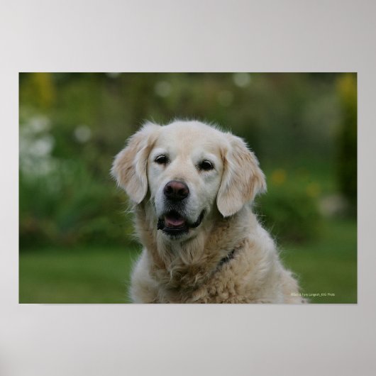 Golden Retriever Headshot 2 Poster (Voorkant)