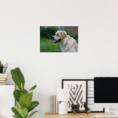 Golden Retriever Headshot 2 Poster (Thuiskantoor)
