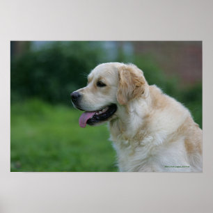 Golden Retriever Headshot 2 Poster