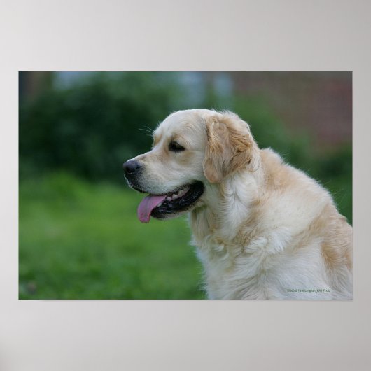 Golden Retriever Headshot 2 Poster (Voorkant)