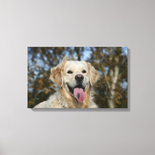 Golden Retriever Headshot 3 Canvas Afdruk (Voorkant)