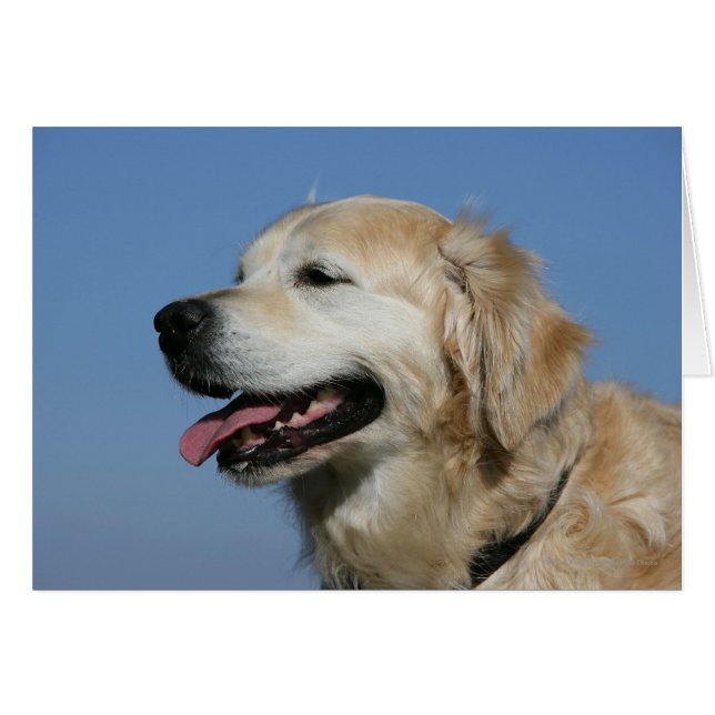 Golden Retriever Headshot 4 (Voorkant Horizontaal)
