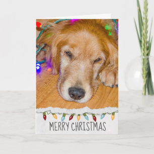 Golden Retriever hond in kerstverlichting Kaart