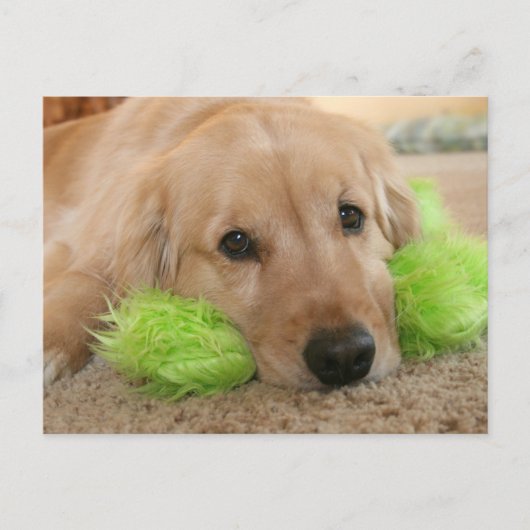 Golden Retriever hoorde dat je ziek werd. Briefkaart (Voorkant)