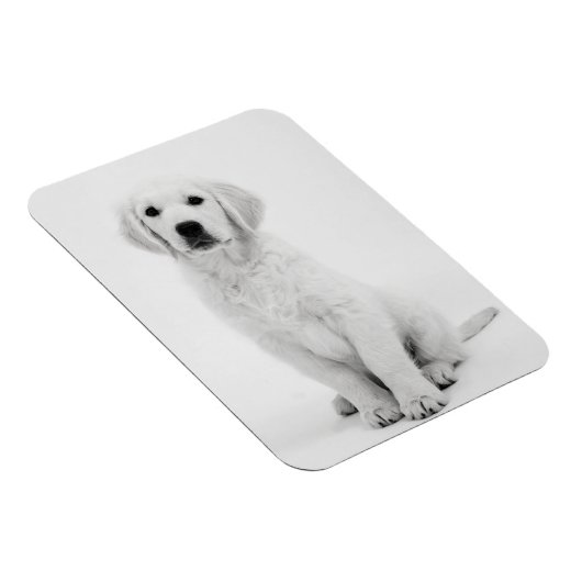 Golden Retriever i Magneet (Rechterzijde)