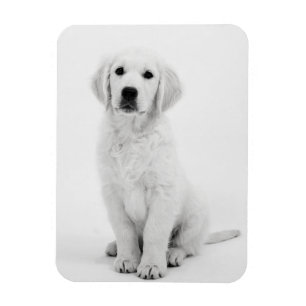 Golden Retriever i Magneet