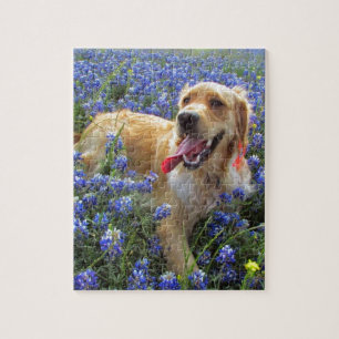 Golden Retriever in Blue Bonnets Legpuzzel