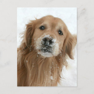 Golden Retriever in de sneeuw Briefkaart