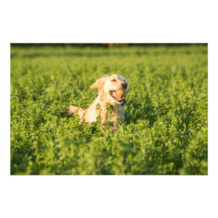 Golden Retriever in Fields Foto Print Afdruk