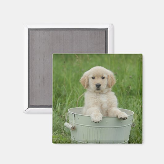 Golden retriever in het wasbekken magneet (Voorkant / Achterkant)