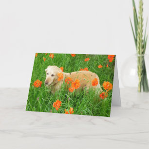 Golden Retriever in papavers Kaart