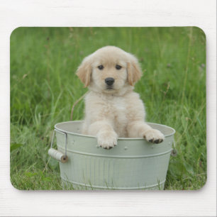 Golden retriever in wasbekken muismat