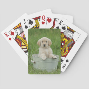 Golden retriever in wasbekken pokerkaarten