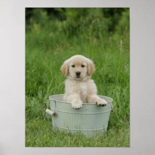 Golden retriever in wasbekken poster