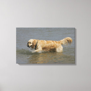 Golden Retriever in water Canvas Afdruk