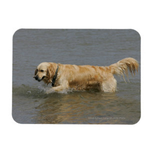 Golden Retriever in water Magneet