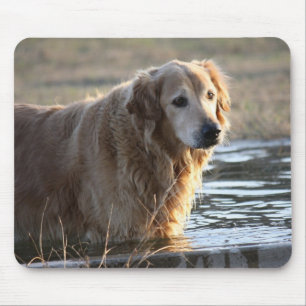 Golden Retriever in water Muismat