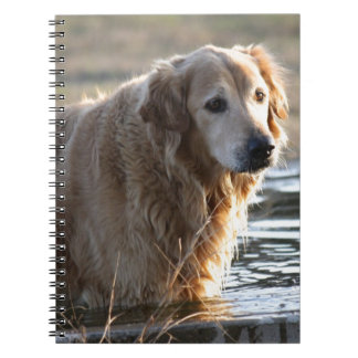 Golden Retriever in water Notitieboek