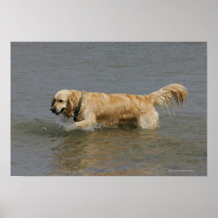 Golden Retriever in water Poster
