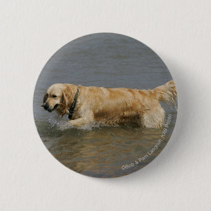 Golden Retriever in water Ronde Button 5,7 Cm