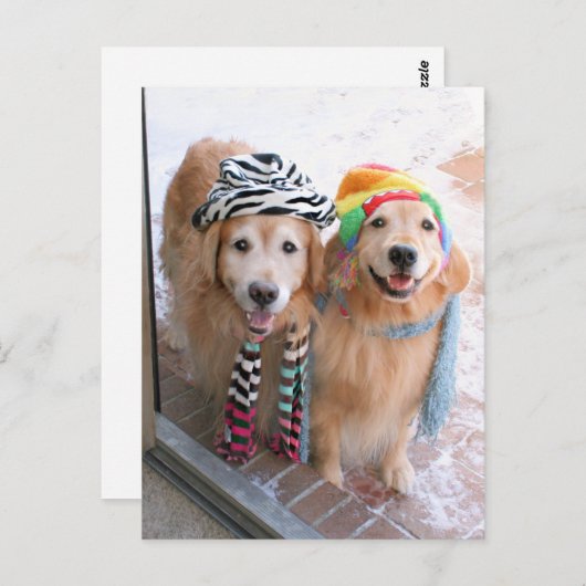 Golden Retriever in Winter Clothes Briefkaart (Voorkant / Achterkant)
