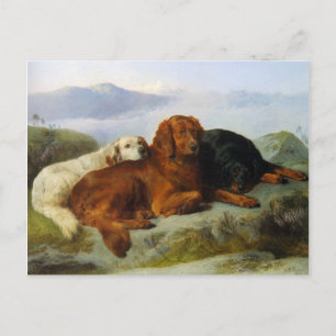 Golden Retriever, Irish and Gordon Setter Briefkaa Briefkaart