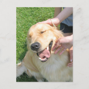 Golden Retriever je deed het feliciteren Briefkaart