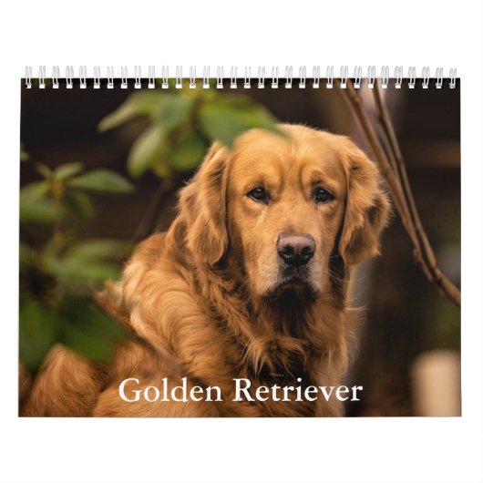 Golden Retriever Kalender (Hoes)