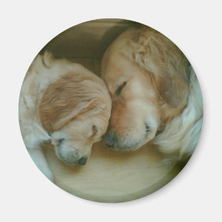 Golden Retriever Koelkast Magnet Magneet