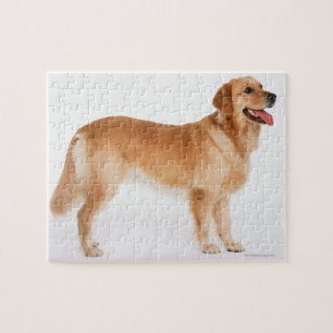 Golden Retriever Legpuzzel