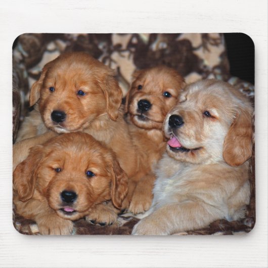 Golden Retriever Litter Muismat (Voorkant)