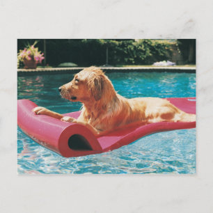 Golden Retriever Lying on a Air Bed in a Briefkaart