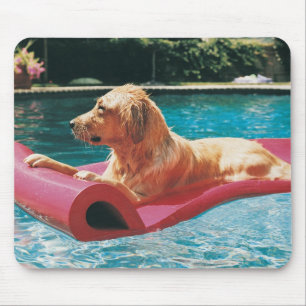 Golden Retriever Lying on a Air Bed in a Muismat