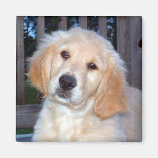 Golden Retriever Magneet