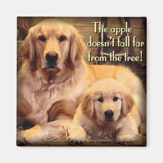 Golden Retriever Magnet Magneet (Voorkant)