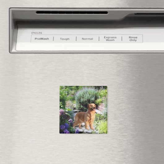 Golden Retriever Magnet Magneet (Insitu (Vaatwasser))